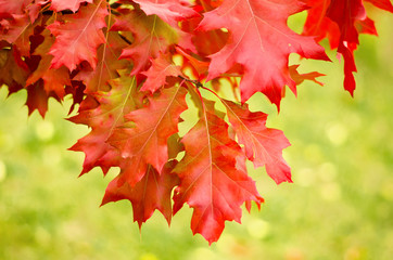 Red Oak Leaves