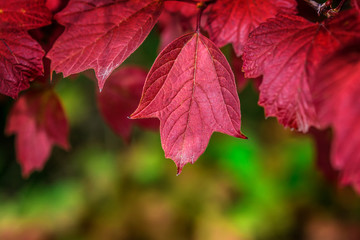 Autumn leaves background