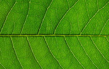 Obraz na płótnie Canvas green leaf texture