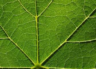  green leaf texture