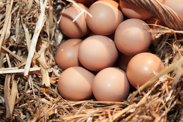 Fresh chicken eggs in hen house