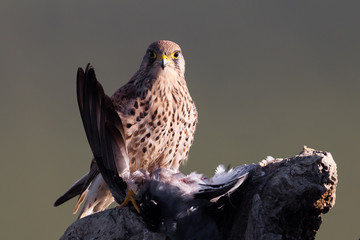 Kestrel