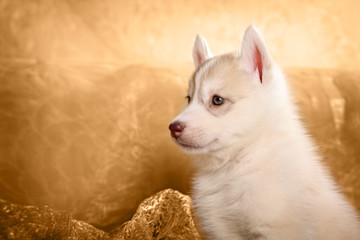 Fototapeta na wymiar Husky puppy, portrait