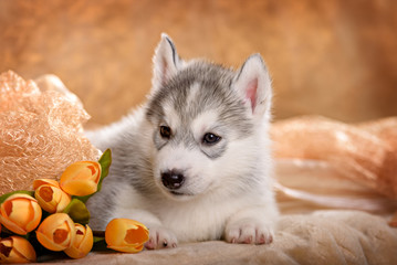 beautiful husky puppy with flowers