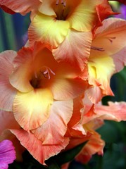 Fototapeta na wymiar pink and yellow petals of gladiolus flower