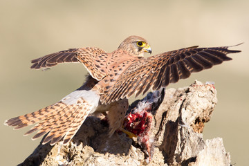 Kestrel