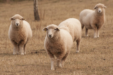 Obraz premium Sheep