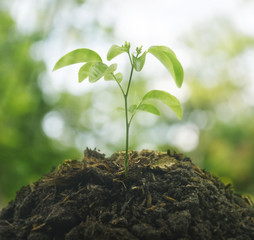 Small plant on pile of soil over green environment, New life con
