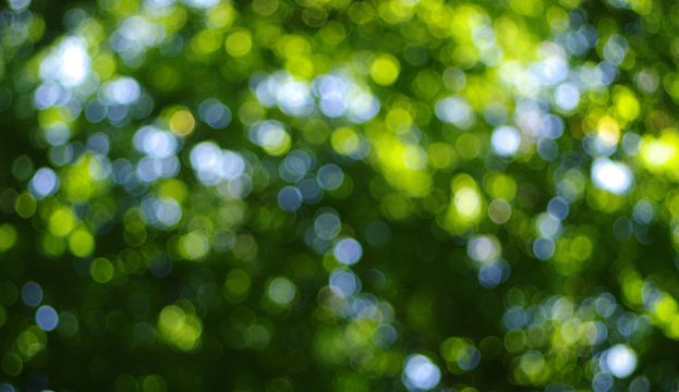 Green Bokeh Images – Browse 912,767 Stock Photos, Vectors, and Video |  Adobe Stock