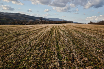Field in spring time