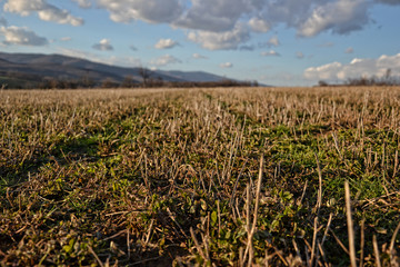 Field in spring time