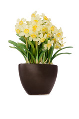 Daisy camomile flowers isolated on white