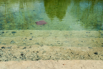 texture with the bed of a green lagoon