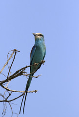 Abyssinian Roller 