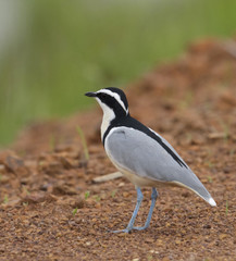 Obraz premium Egyptian Plover 