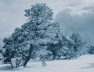 pine trees in the snow