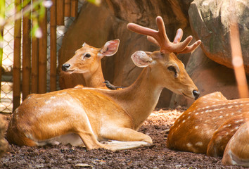 Spotted deer © tonguy324