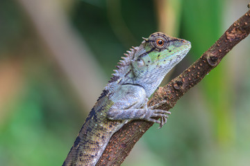 Green crested lizard