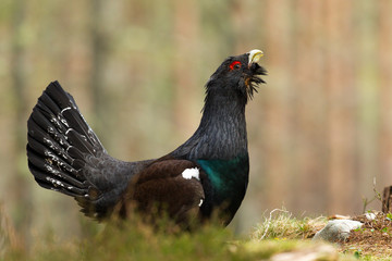 Capercaillie in forest in Scotland