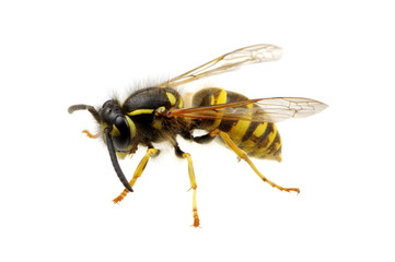 wasp