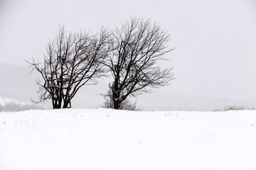 Fototapeta na wymiar Pair of trees in winter