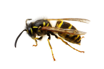 wasp