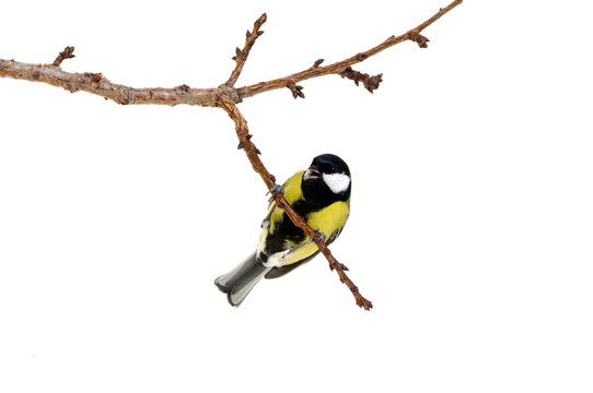 great tit