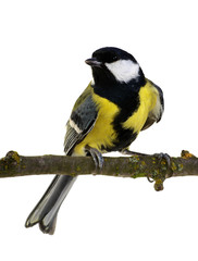Naklejka premium great tit