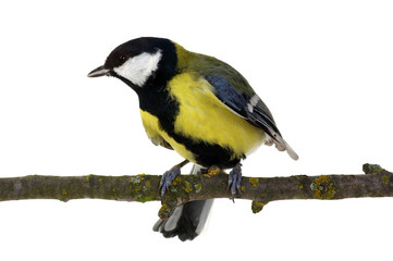 Obraz premium great tit