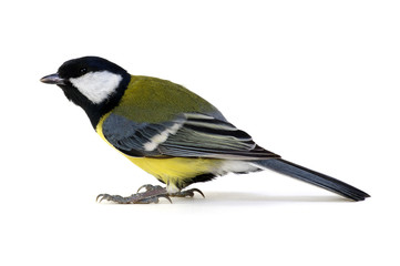 Naklejka premium great tit