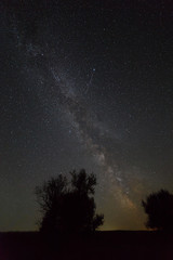 Fototapeta premium Trees on a background of the night sky and the Milky Way.