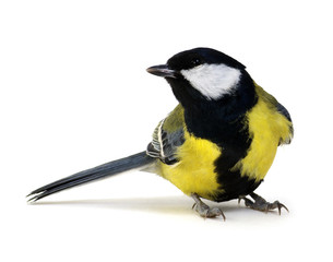 great tit