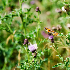 Butterfly on a flower