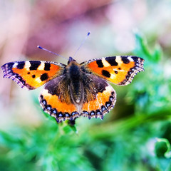 Butterfly on a flower