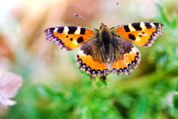 Butterfly on a flower