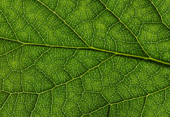  green leaf texture