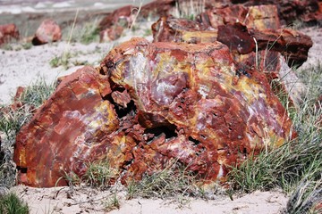 Petrified wood in the Petrified Forest National Park in Arizona, Route 66 USA