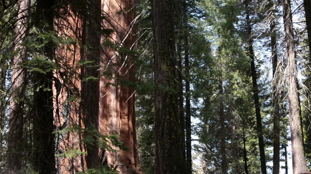 Redwood and pine tree forest live and pine beetle dead pan HD 6348