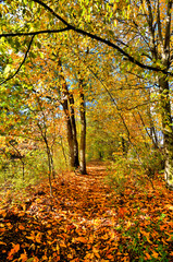 Herbstlicher Wanderweg