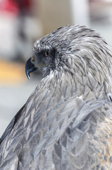 Milvus migrans. Bird of prey, black kite, is looking at back. This animal was showed during a medieval festival by the streets