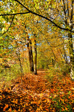 Herbstlicher Wanderweg © reimax16