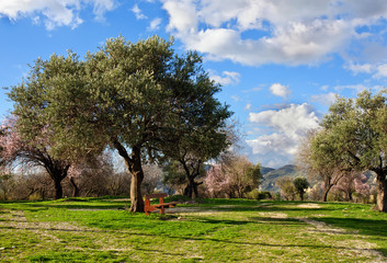 Olive garden with brown bench