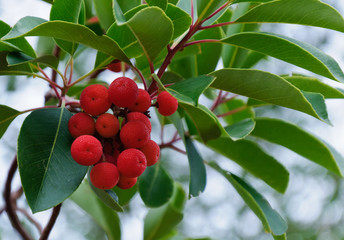 Cyprus Strawberry Tree