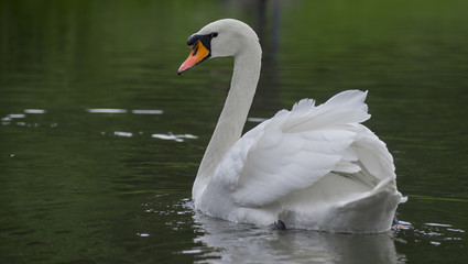 White swan floating © Valentin Savitsky