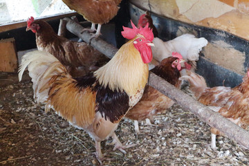 Rooster in a hen house