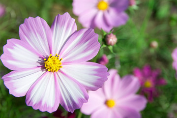 Obraz premium コスモスの花
