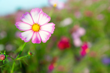 Fototapeta premium コスモスの花