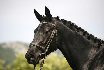 Side view portrait of a beautiful black colored horse