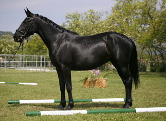 Black colored horse posing on pasture