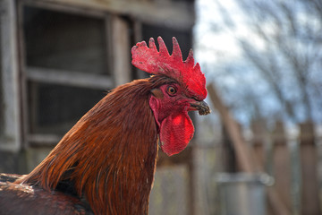 Close up of rooster on traditional rural farm yard